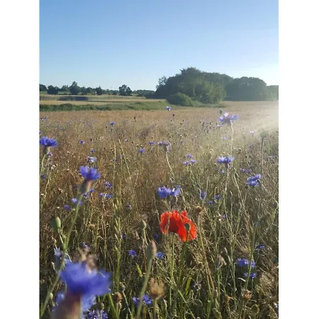 Britta Daire Sellin (Rugen)